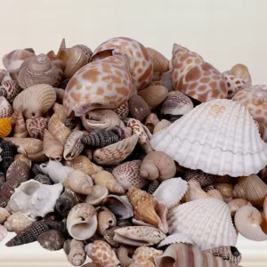 Stones Mix Pattern Sea Shells (1kg)