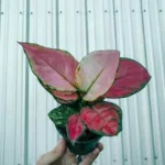 Aglaonema Pink Beauty Plant