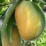 Gourmati Mango Plant