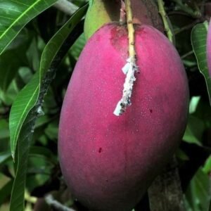 Miyazaki Mango Plant