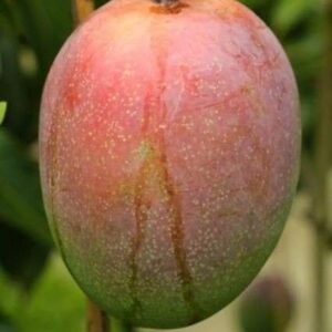 King of Chakapat Mango Plant