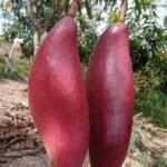 Changmai Mango Plant