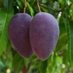Kasturi Mango Plant