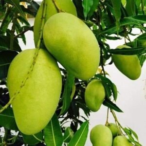 Harivanga Mango Plant