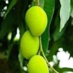Katimon All Time Mango Plant