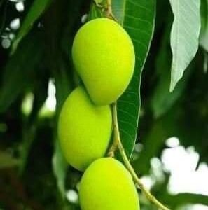 Katimon All Time Mango Plant