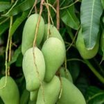 Vastra All Time Mango Plant