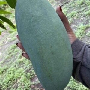 Brunai King Mango Plant