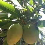 Kesar Mango Plant