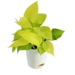 Money Plant Golden