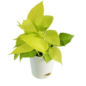 Money Plant Golden