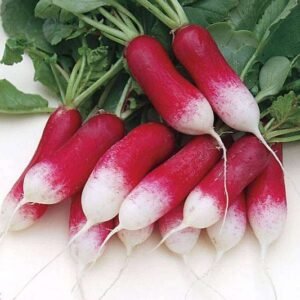 RADISH - HALF RED HALF WHITE Seeds