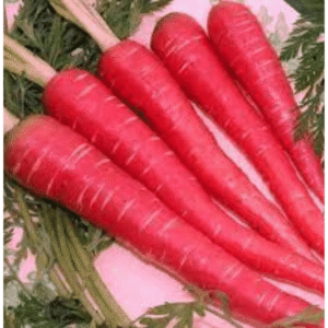 CARROT HYBRID SEEDS (50 seeds)
