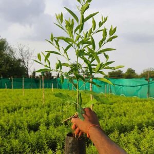 White Sandalwood (Chandan)