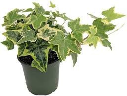Buy English Ivy