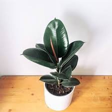 Rubber Plant: Ficus Elastica