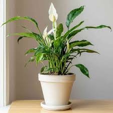 Peace Lily Plant