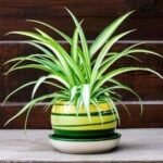 Spider Plant