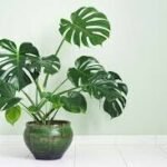 Monstera Plant