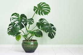 Monstera Plant