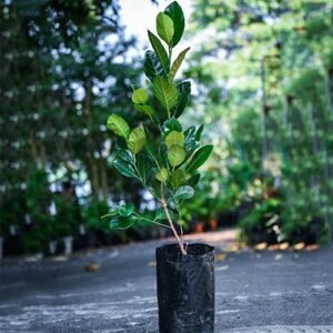 Vietnam Super Early Jackfruit