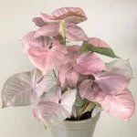 Syngonium Pink plant