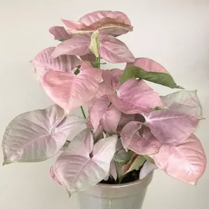 Syngonium Pink plant