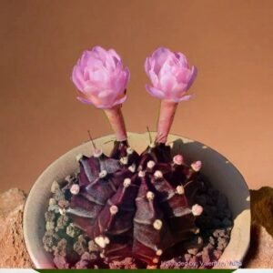 Gymnocalcium mihanovichii Saplings