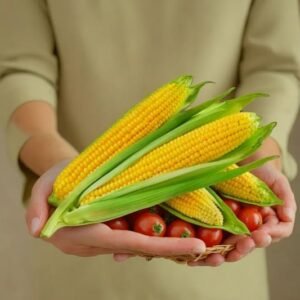 SWEET CORN HYBRID SEEDS (20 seeds)