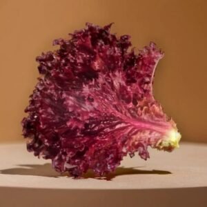 LETTUCE RED HYBRID SEEDS (60-50 seeds)