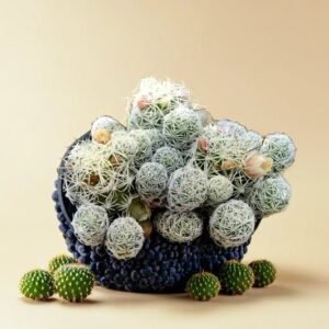 Thimble Cactus (Bare Rooted)