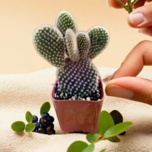 WHITE BUNNY EAR CACTUS (BARE ROOTED)