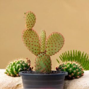BUNNY EAR CACTUS RED (Bare Rooted)
