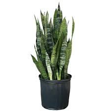 Snake Plant