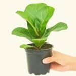 Fiddle Leaf Fig Plant