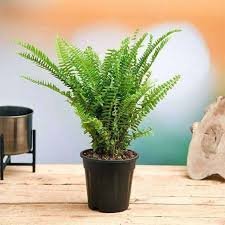 Boston Fern
