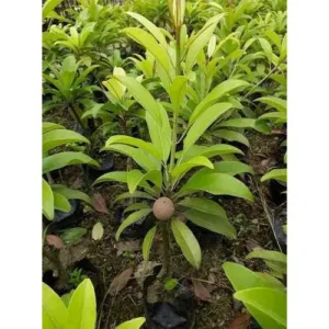 Kalapatti Chiku (Sapota)