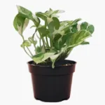 Money Plant Variegated