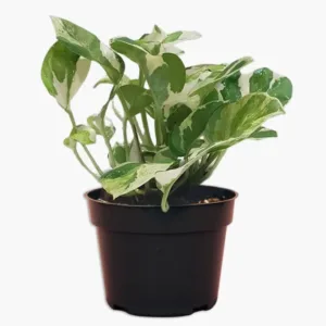 Money Plant Variegated