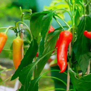 PAPPER SWEET MIX HYBRID SEEDS (20 seeds)