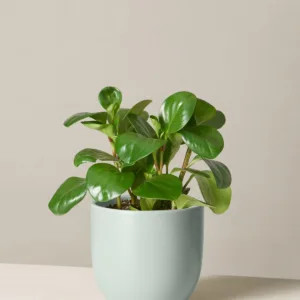 Peperomia Green Plant