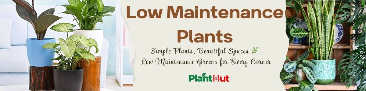 Fresh Fruits at Your Home 🍊 Premium Fruit Plants for Every Garden (10)