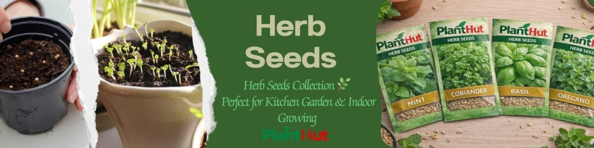 Fresh Fruits at Your Home 🍊 Premium Fruit Plants for Every Garden (15)