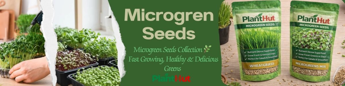 Fresh Fruits at Your Home 🍊 Premium Fruit Plants for Every Garden (17)