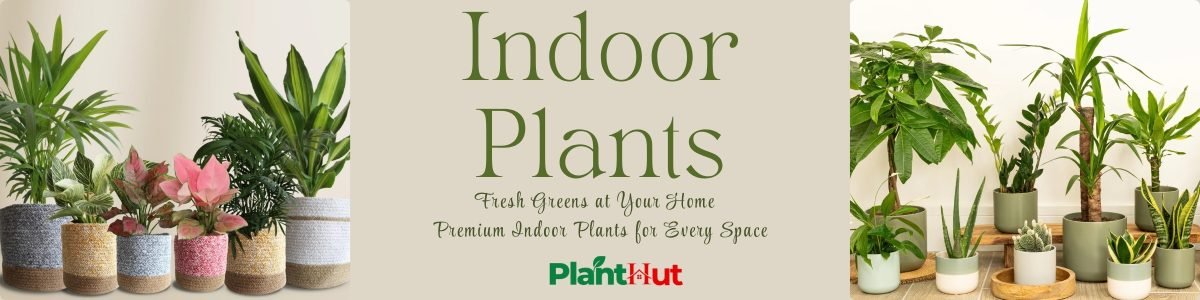 Fresh Fruits at Your Home 🍊 Premium Fruit Plants for Every Garden (2)