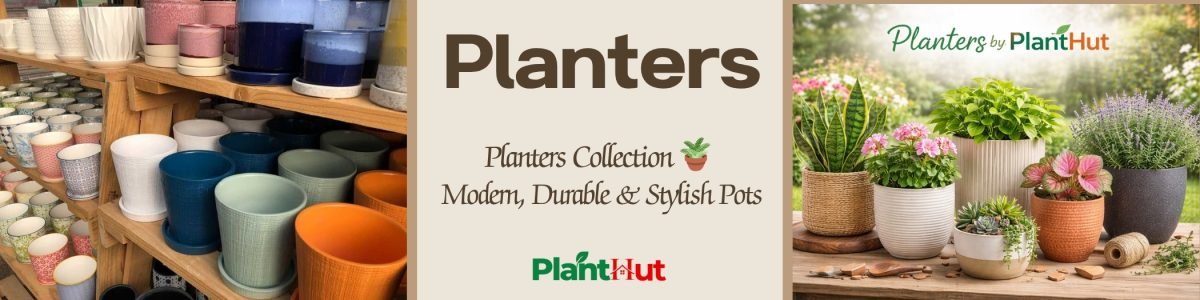 Fresh Fruits at Your Home 🍊 Premium Fruit Plants for Every Garden (22)