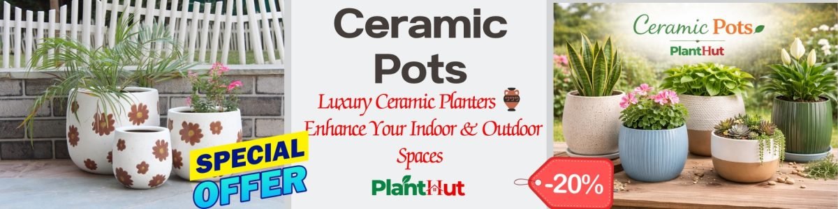 Fresh Fruits at Your Home 🍊 Premium Fruit Plants for Every Garden (24)