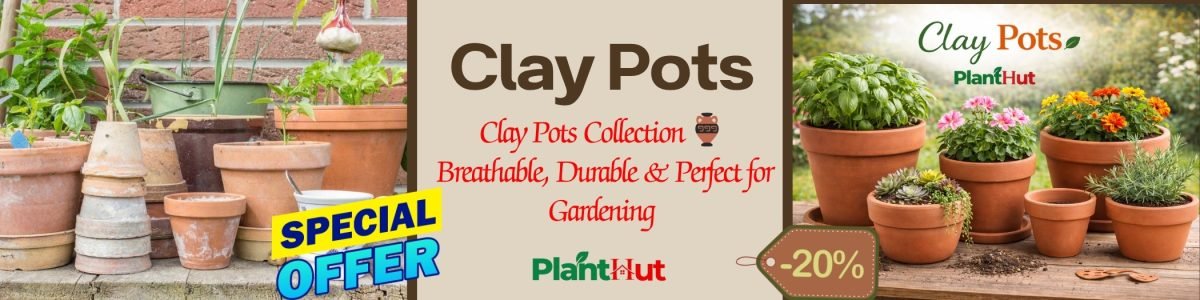 Fresh Fruits at Your Home 🍊 Premium Fruit Plants for Every Garden (25)