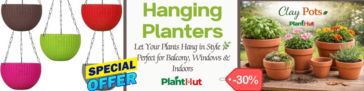 Fresh Fruits at Your Home 🍊 Premium Fruit Plants for Every Garden (26)