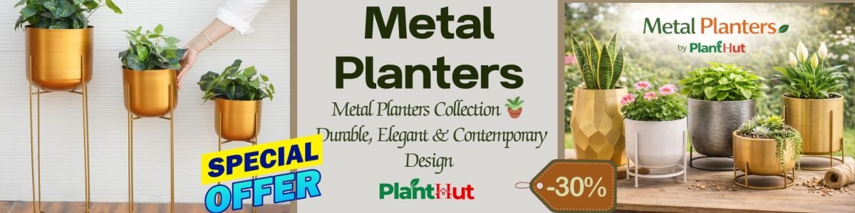 Fresh Fruits at Your Home 🍊 Premium Fruit Plants for Every Garden (27)